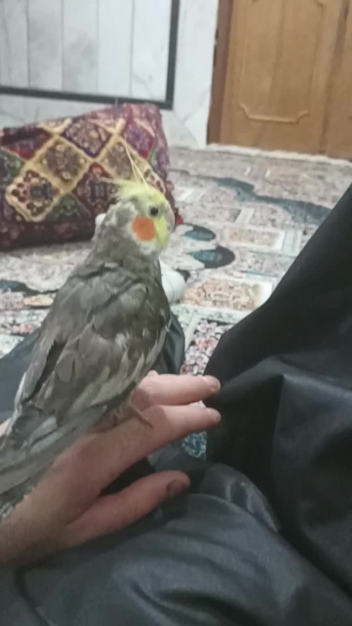 عروس هلندی دستی|پرنده|زهک, |دیوار