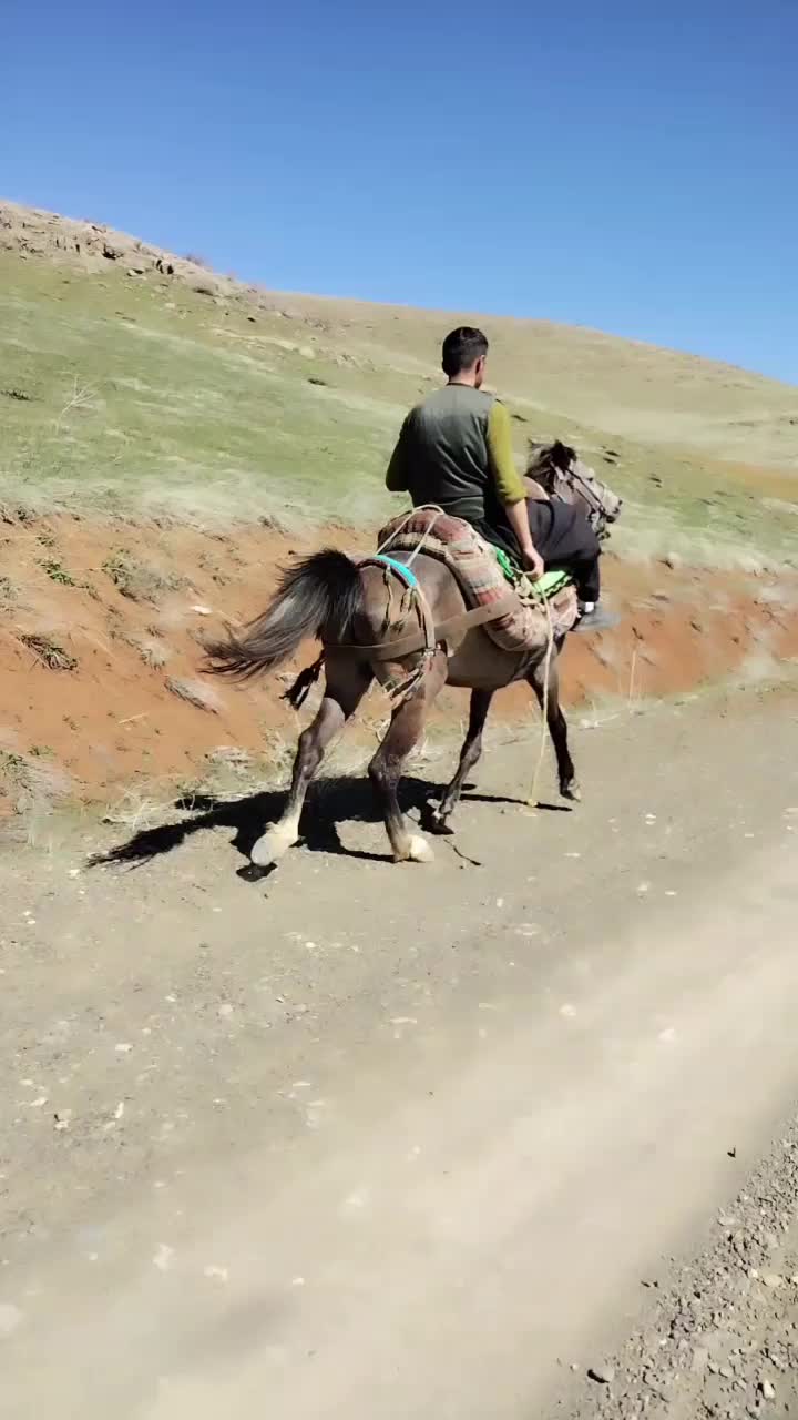 اسب باری سواری|اسب و تجهیزات اسب‌سواری|سارال, |دیوار