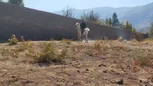 اسب|اسب و تجهیزات اسب‌سواری|خرم‌آباد, |دیوار