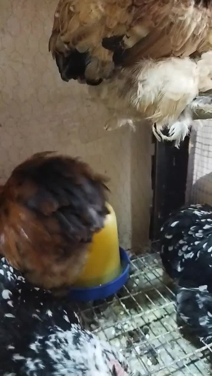 مرغ و خروس کوشین|حیوانات مزرعه|کاشمر, |دیوار