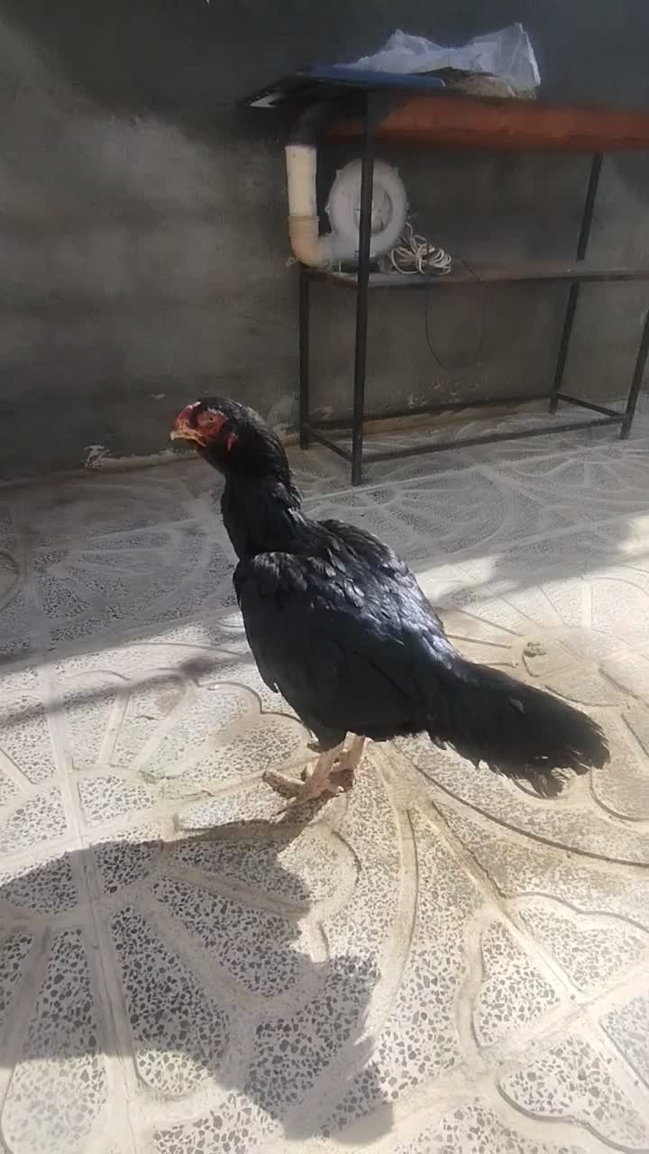 مرغ و خروس|حیوانات مزرعه|تهران, منیریه|دیوار