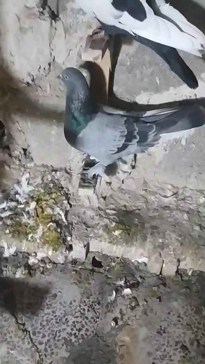 کفتر|پرنده|شیراز, آزادگان|دیوار