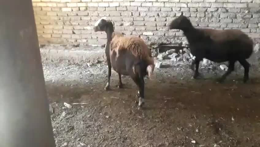 یک عدد گوسفند افشاری|حیوانات مزرعه|بروجرد, |دیوار