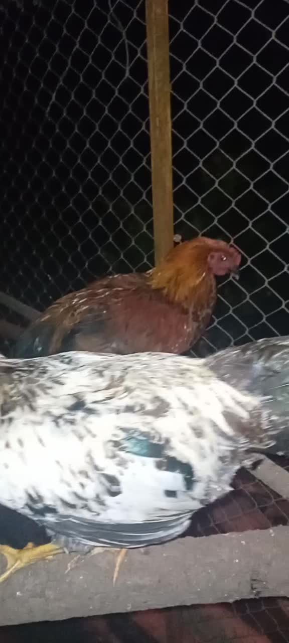 مرغ وخروس زینتی و محلی|حیوانات مزرعه|اطاقور, |دیوار