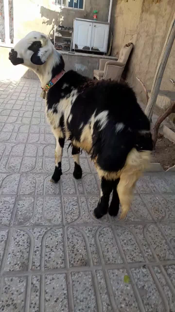 بره قوچ پوست گاوی|حیوانات مزرعه|بروجرد, |دیوار