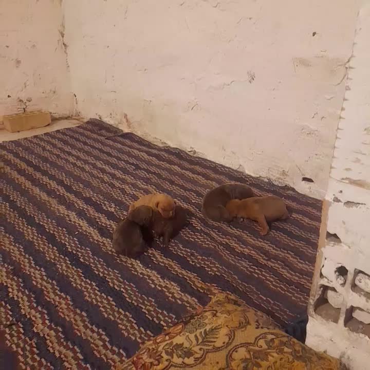 نقابی|سگ|تهران, سهروردی|دیوار