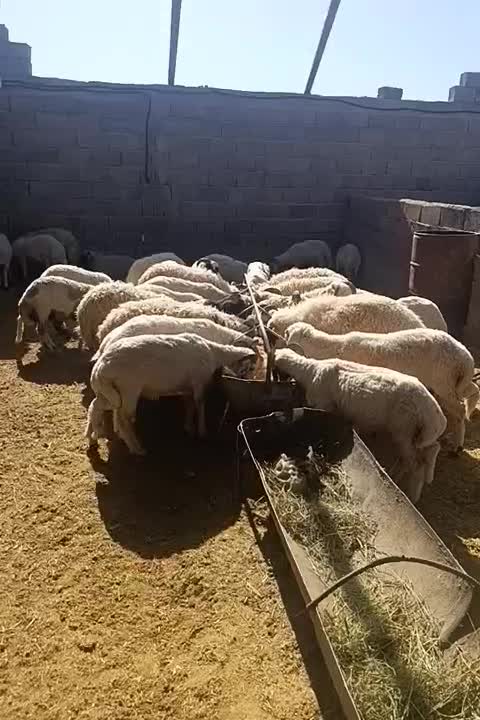 بره کره چاق|حیوانات مزرعه|کرمان, |دیوار