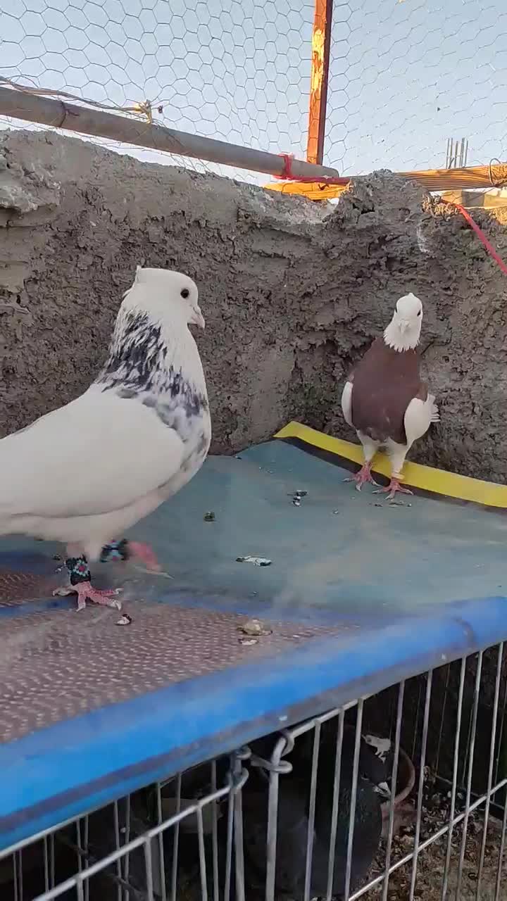 طوقی|پرنده|فولادشهر, سایت صنعتی کاوه|دیوار