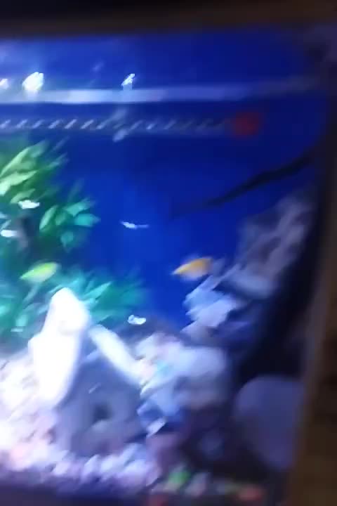 وسایل|ماهی|قدس, شهر‌قدس|دیوار