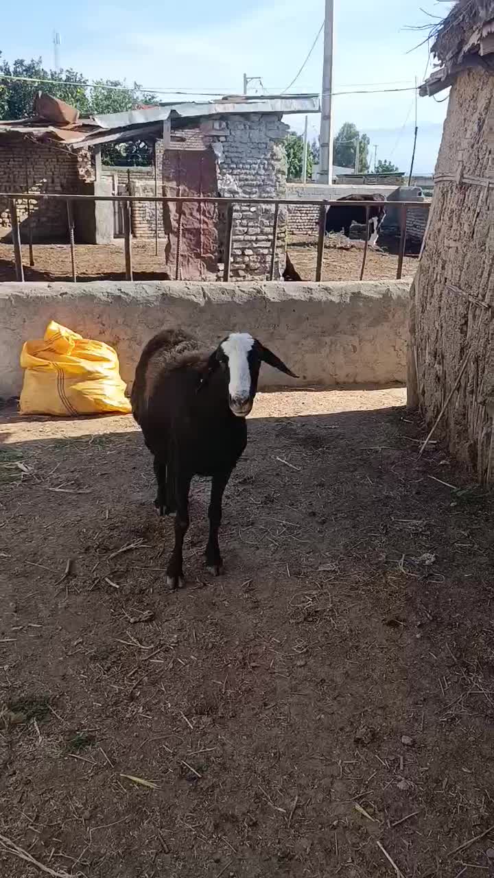 1راس میش کردستانی قوچ خورده اتوبوسی|حیوانات مزرعه|سیمین شهر, |دیوار