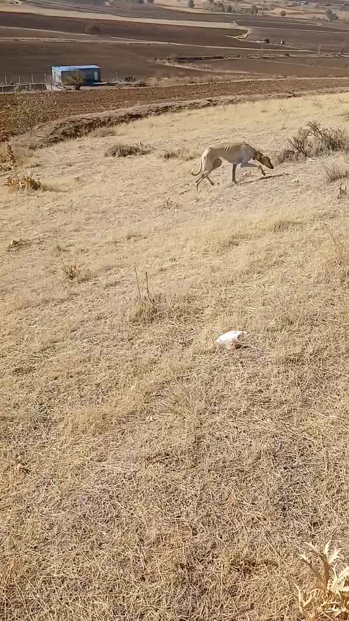 معاوضه ی توله تازی ماده هنوز چشت نشده|سگ|سقز, |دیوار
