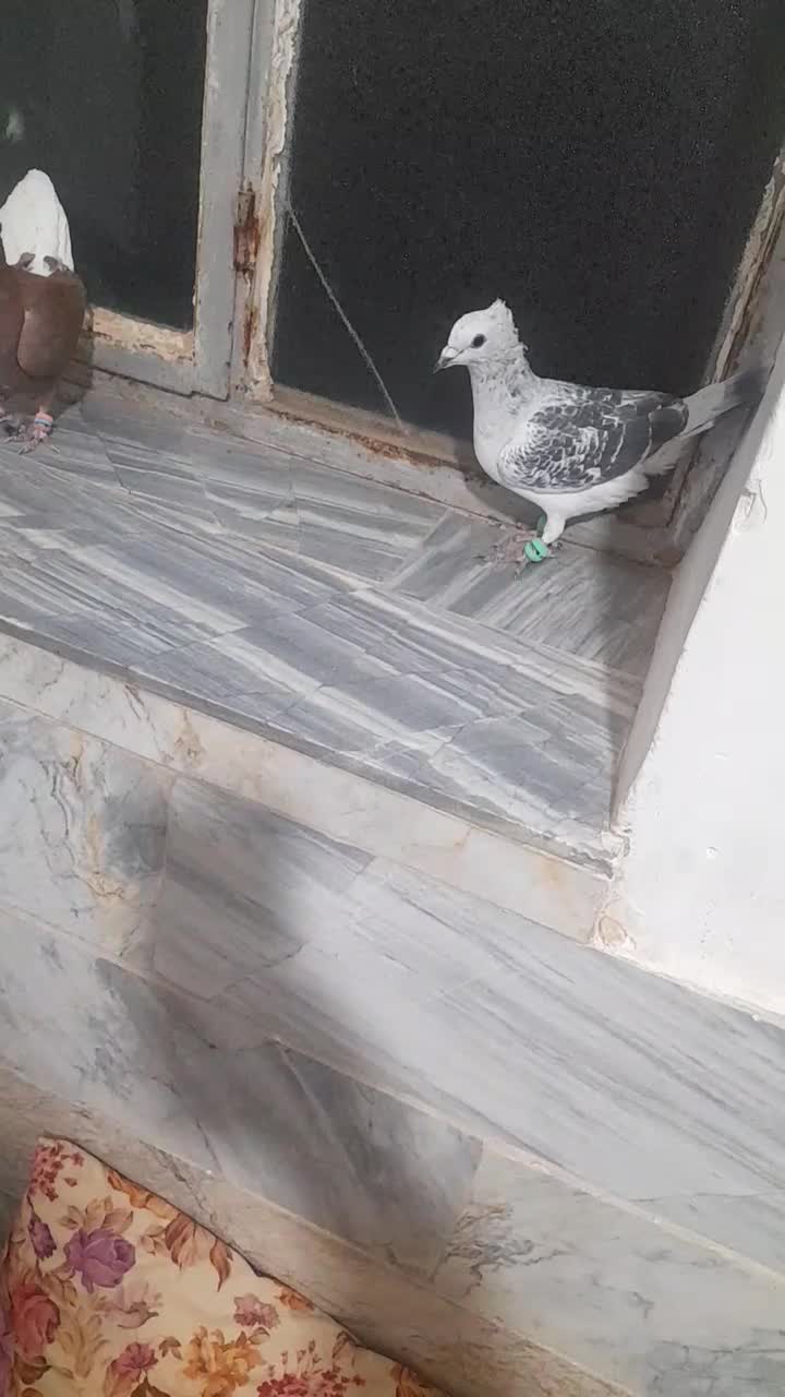 شامی پولکی تیزکنار نر کرمانی سرخ دمسفید نرهوای|پرنده|فرح دشت, |دیوار