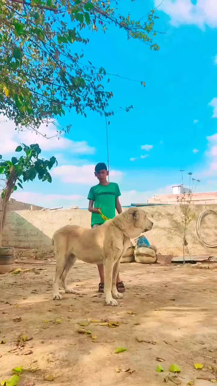 سگ / آلابای/ افغان/خراسانی|سگ|مشهد, رضاشهر|دیوار