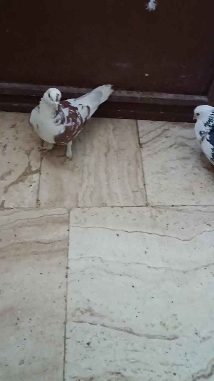 دو جفت کفتر|پرنده|رباط‌کریم, رباط‌کریم|دیوار