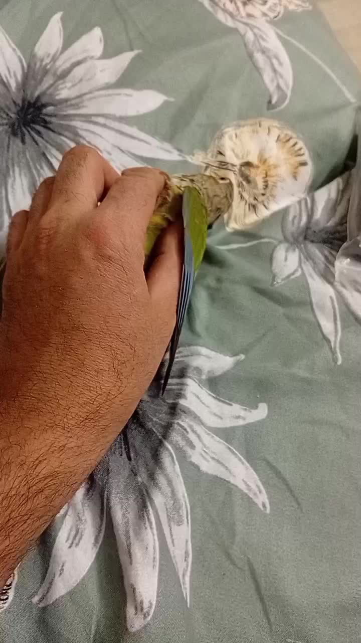 طوطی رام دستی گرینچیک دون خور|پرنده|ری, حمزه‌آباد|دیوار