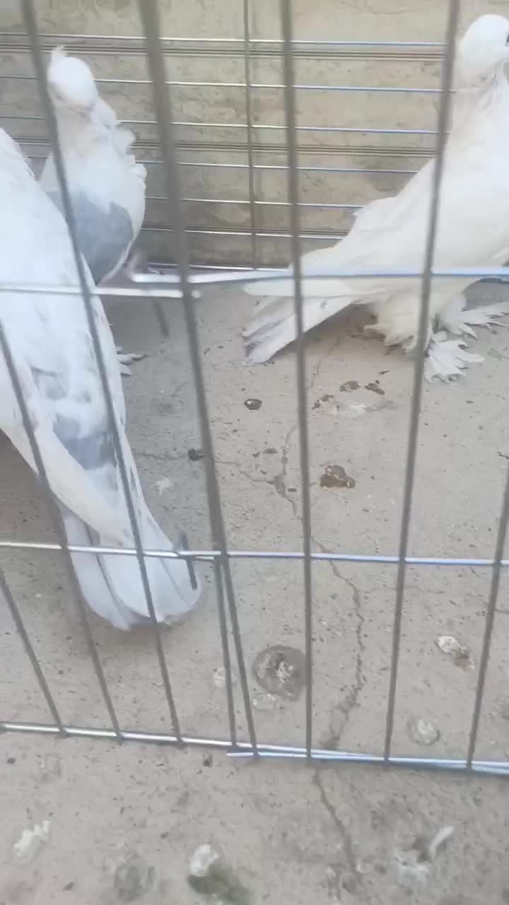 دوتا کبوتر نر گم شده|حیوانات|حمیدیا, |دیوار