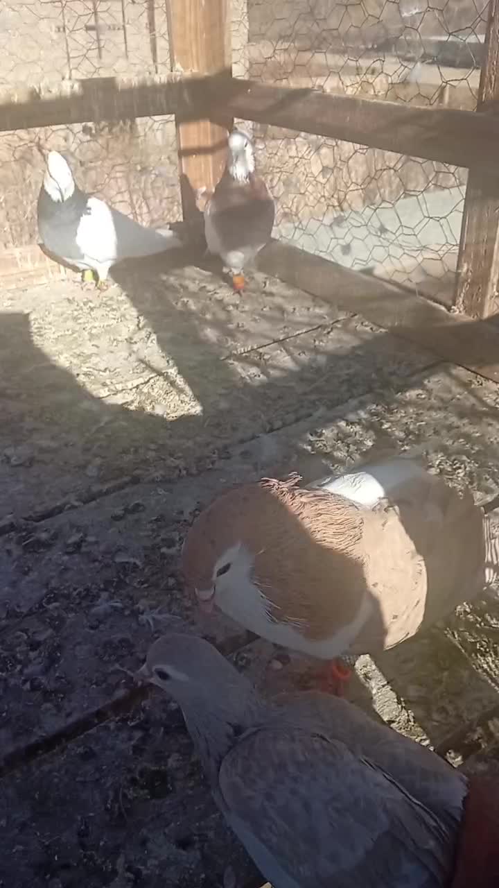 کفتر نروماده|پرنده|نیشابور, باغرود|دیوار