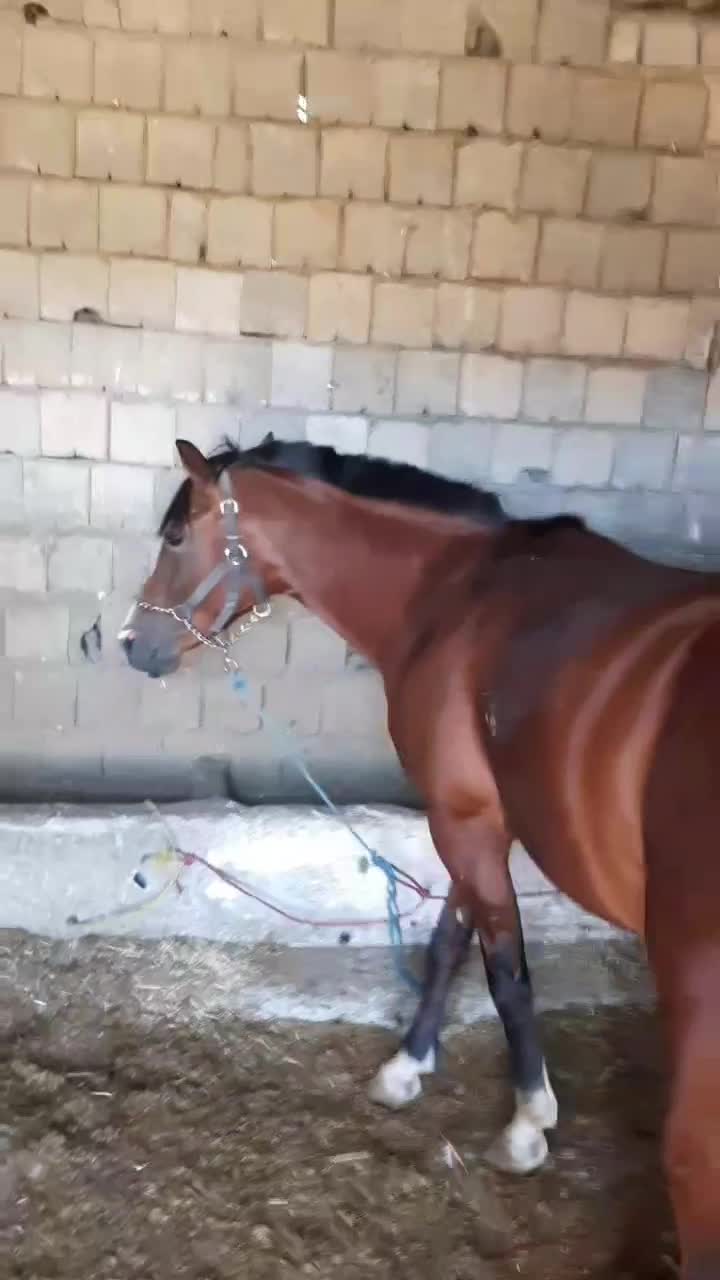 اسب و یخته ضمانتی برای کار|اسب و تجهیزات اسبسواری|بانه, |دیوار