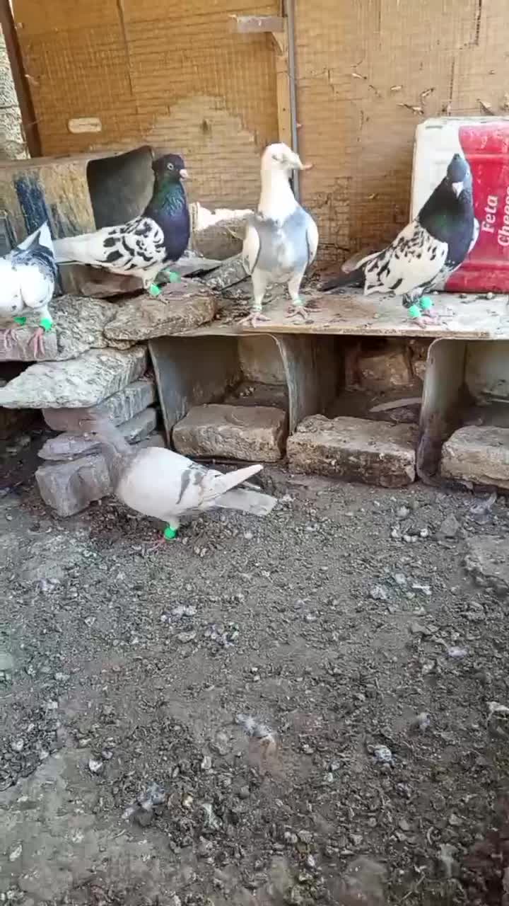 کفتر پرشی وجفتگاه|پرنده|تربتحیدریه, باغ ملی|دیوار