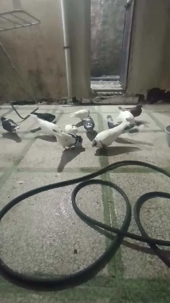 کبوتر شاپر|پرنده|ملکشاهی, |دیوار