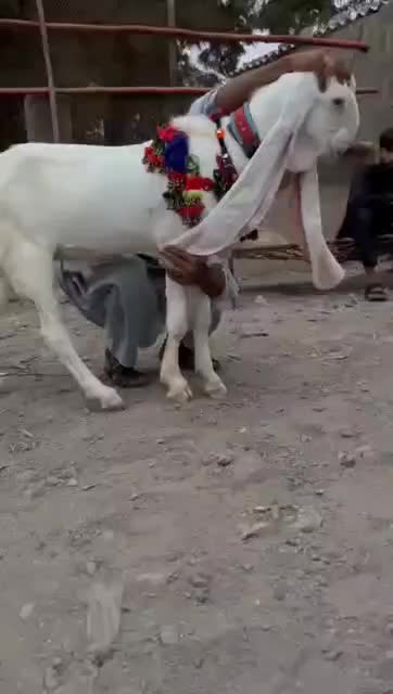 بز گلابی اصل با دوتا بزغاله نروماده و نر بز گلابی|حیوانات مزرعه|کرمانشاه, |دیوار