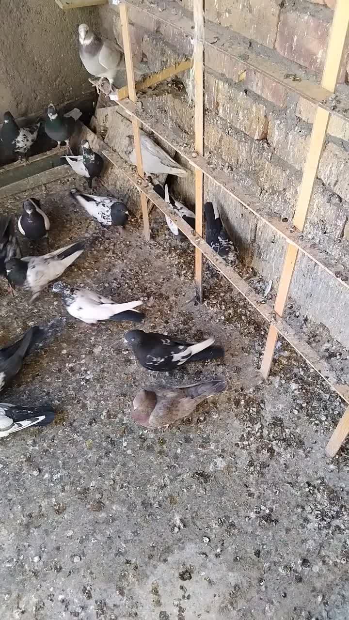 سینه‌دم‌سیاه‌،سرور|پرنده|ساوه, |دیوار