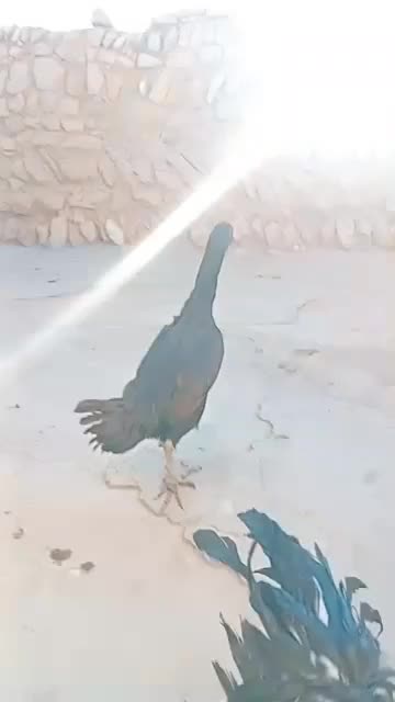 مرغ و خروس لاری|حیوانات مزرعه|اندیمشک, |دیوار