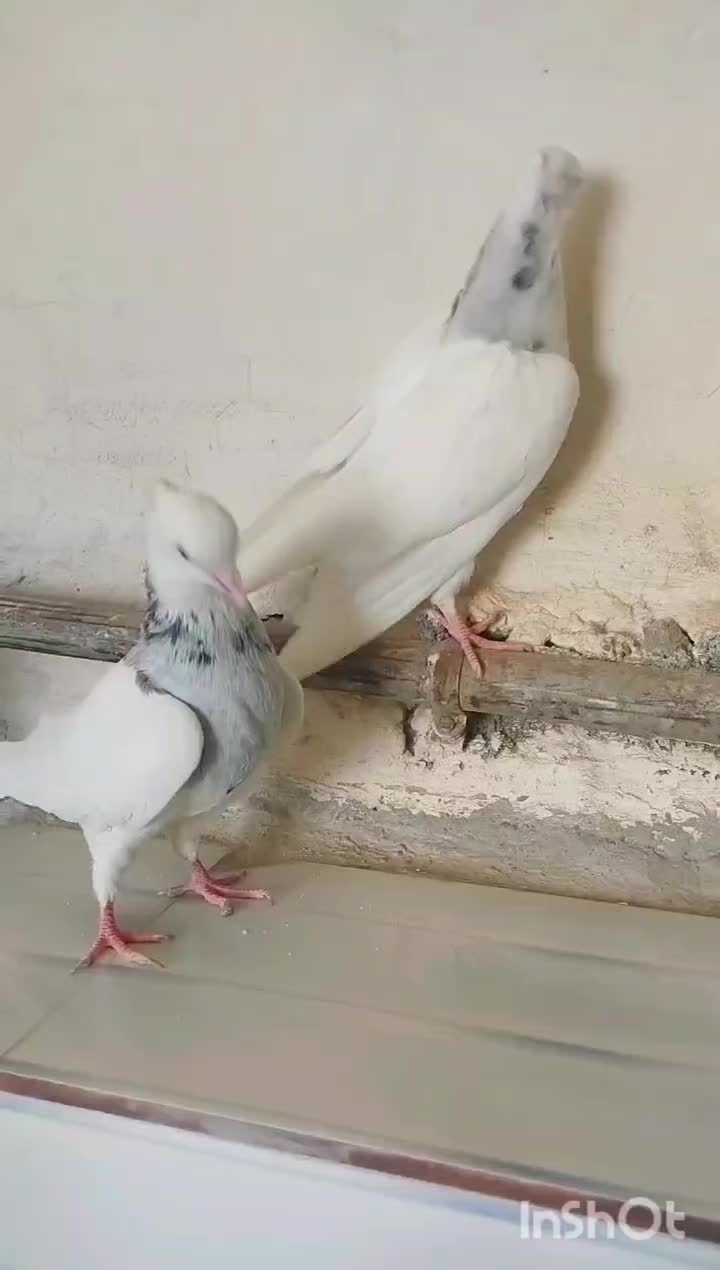 نروماده سینه سیاه کله سرخ و طوقی هفت رنگ|پرنده|مشهد, گلبرگ شمالی|دیوار