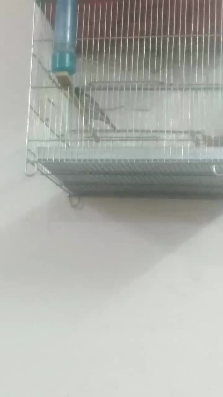 سهره قناری گلبسر نر شلاقی بخونه|پرنده|قم, ولیعصر|دیوار