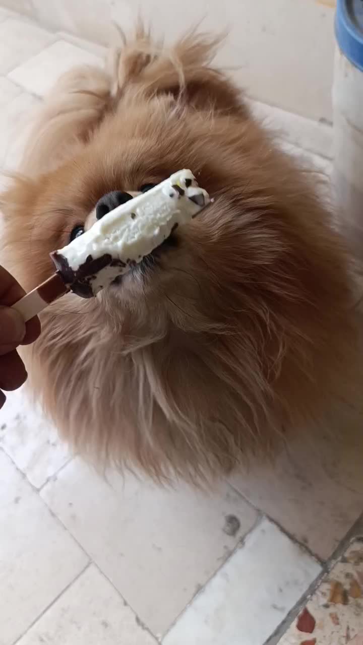 پامر خرسی|سگ|اصفهان, ناصرخسرو|دیوار