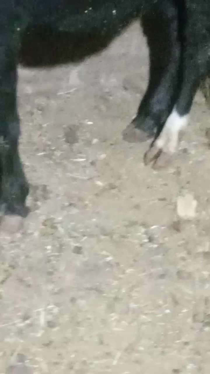 دوتا گوساله نر ویک ماده|حیوانات مزرعه|ایجرود, |دیوار