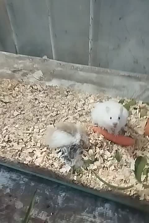 همستر|موش و خرگوش|آستانه اشرفیه, |دیوار