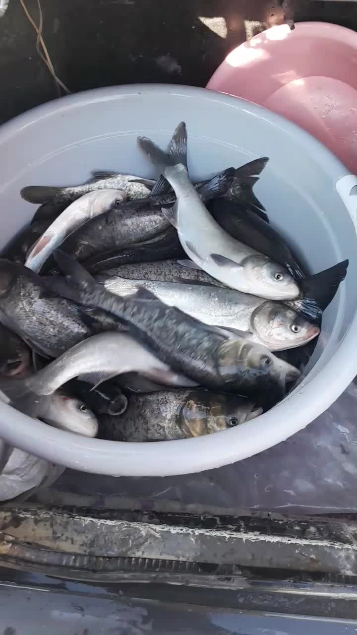 پخش ماهی زنده ارسال رایگان کیلوی ۱۶۰|ماهی|دورود, |دیوار