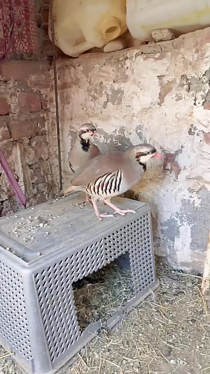 اسباب بازی بچه مرغ|اسباب‌بازی بچه|ایرانشهر, |دیوار