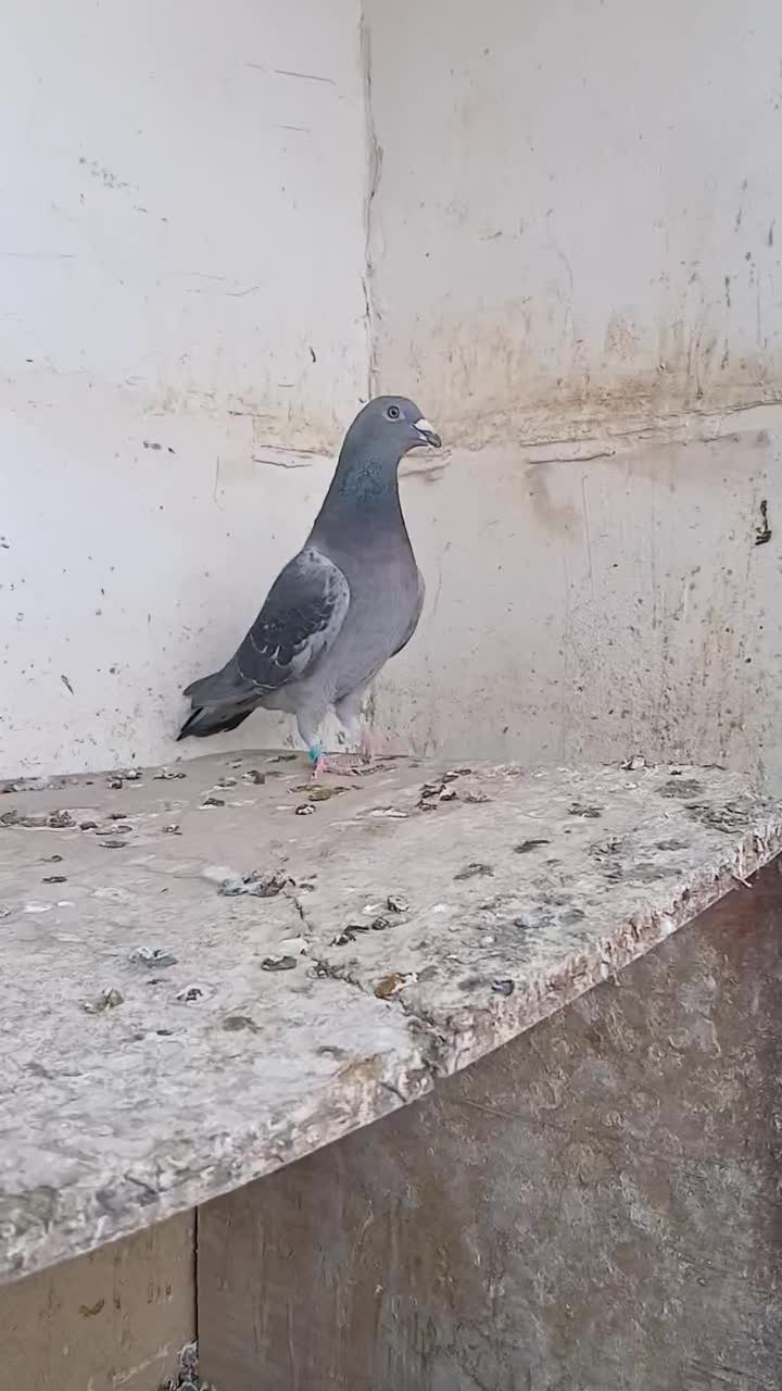 کبوتر پلاکی مسافتی|پرنده|کاشان, قطب راوندی|دیوار