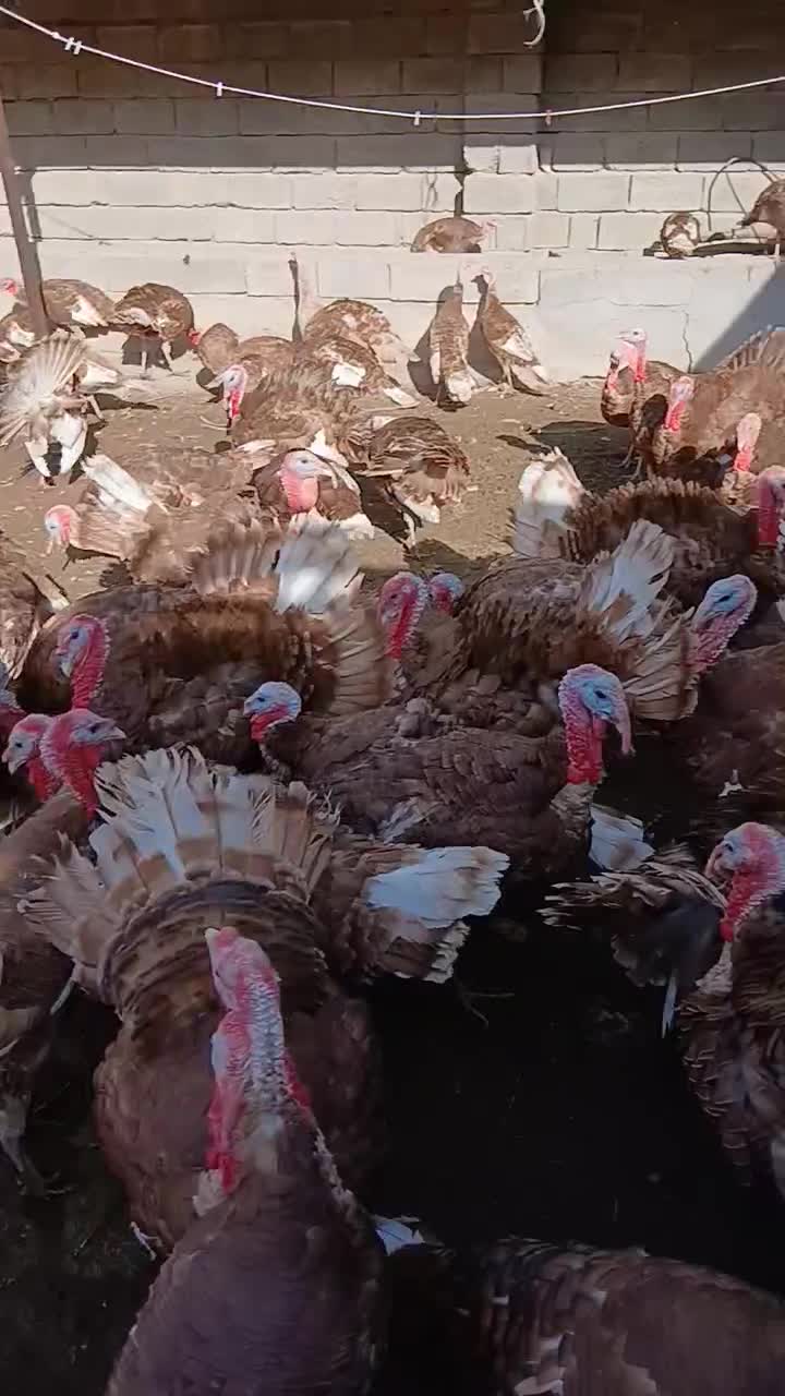 بوقلمون بوروبن|حیوانات مزرعه|کلاشی, |دیوار