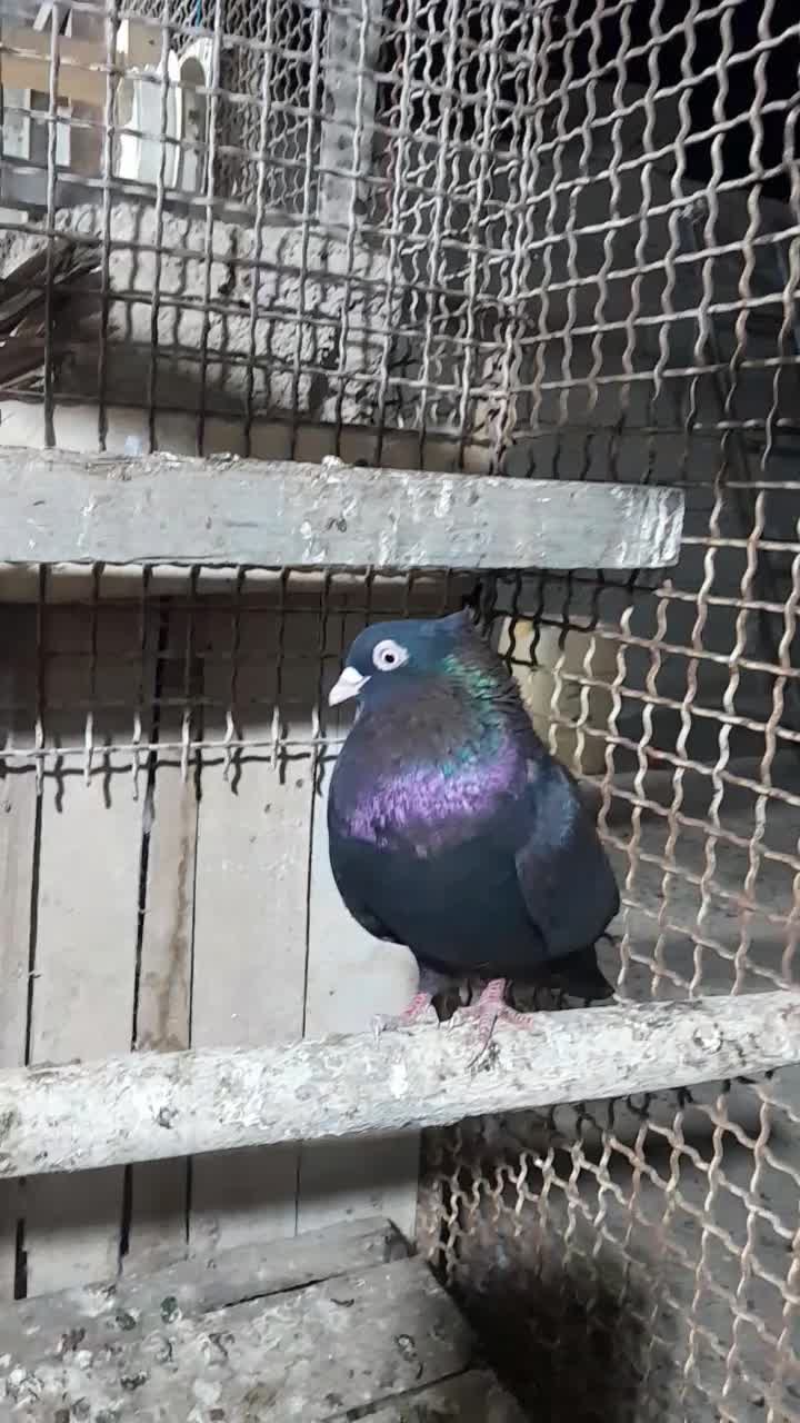 ماده فروشی|پرنده|بندر گناوه, |دیوار