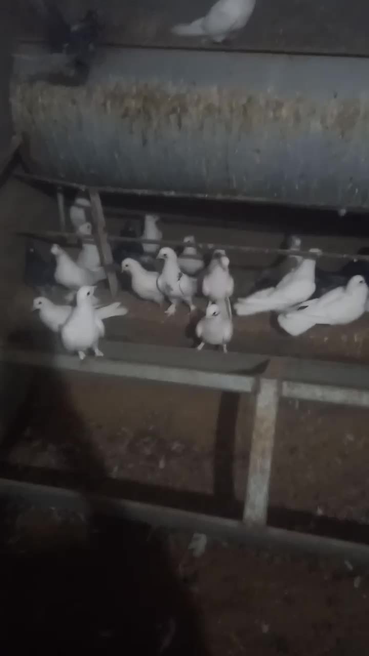 باسلام فروش کفتر به فروش میرسد|پرنده|اردکان, |دیوار