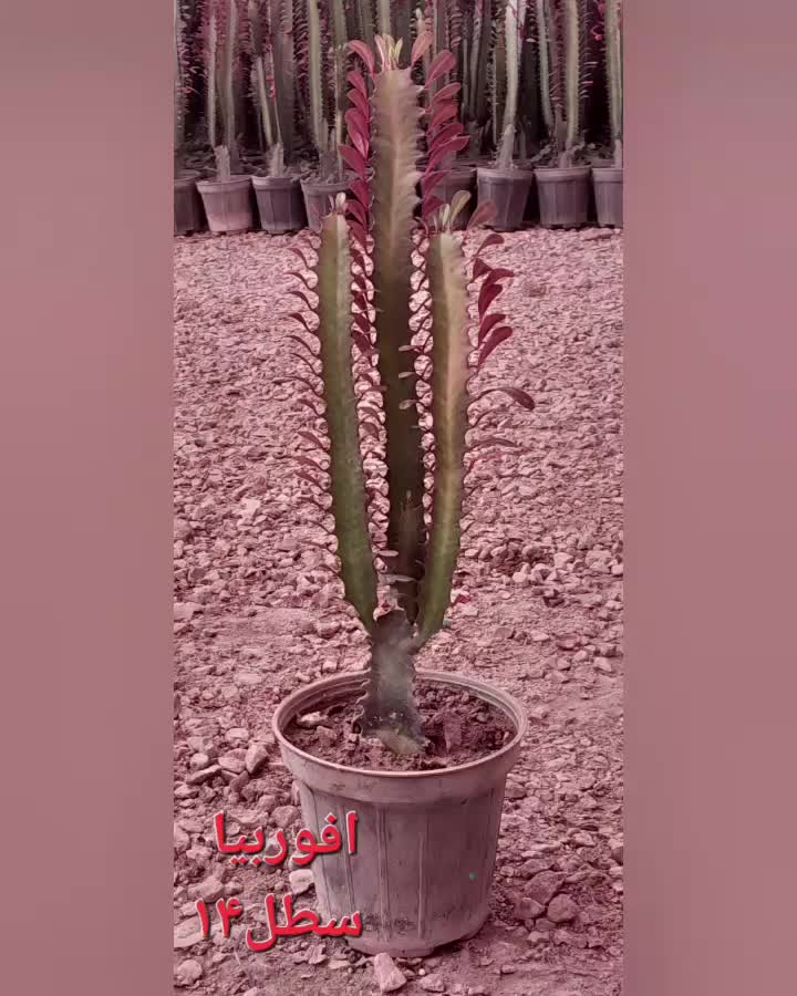 فروش افوربیا|گل و گیاه طبیعی|محلات, |دیوار