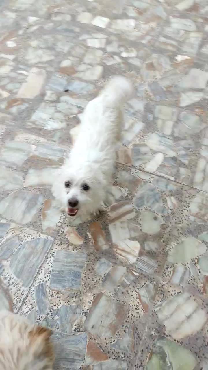 واگذاری سگ ترییر|سگ|اهواز, بهارستان|دیوار