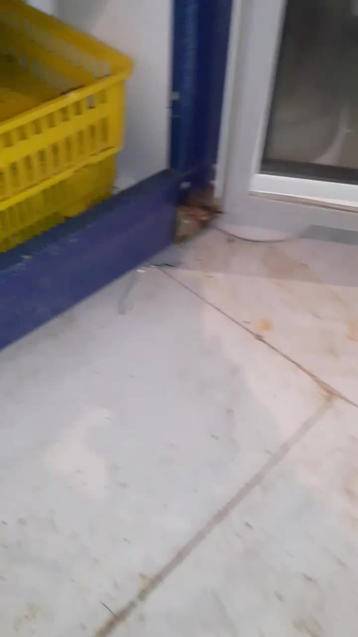 جوجه بلدرچین|حیوانات مزرعه|مشهد, حضرت حجت|دیوار