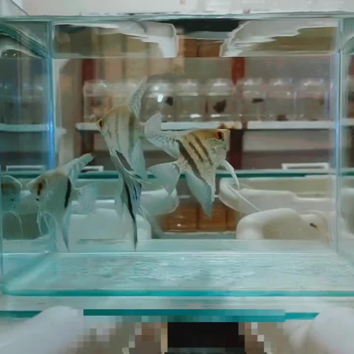 فروش ماهی آنجل نژاددار تکثیر خودم بندرعباس|ماهی|بندرعباس, |دیوار