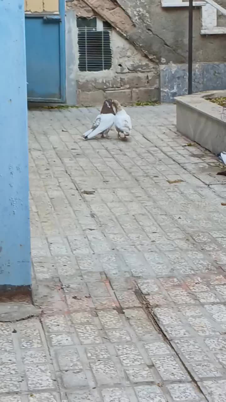 سینه پاک بشرط|پرنده|تربتحیدریه, شهرک ولیعصر|دیوار