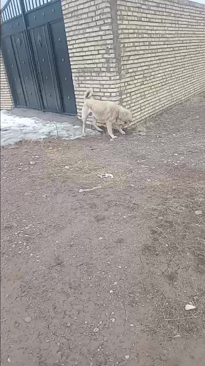 سگ سگ|سگ|تبریز, |دیوار