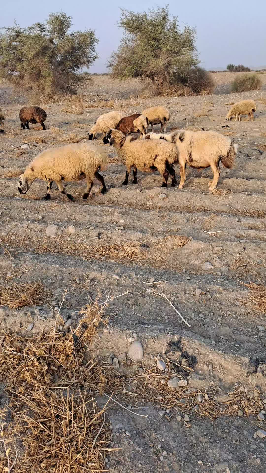 میش زاییده بره دار قوچ و بره نر و کهره نر چپشت|حیوانات مزرعه|کهنوج, |دیوار