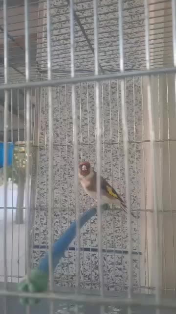 سهره طلسم دار سه ساله جفتی|پرنده|صحنه, |دیوار