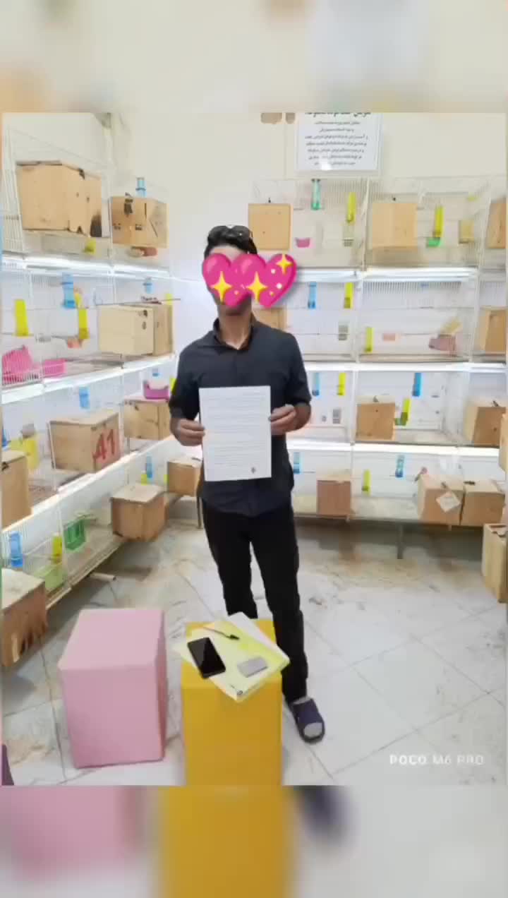 پرورش عروس کوتوله طوطی قناری استخدام ۵ساله بابیمه|پرنده|مشهد, فاطمیه|دیوار