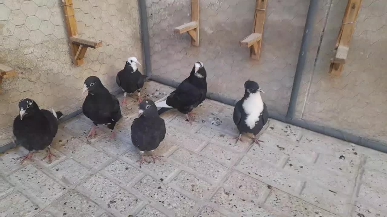 کفترپلنگ.ریش|پرنده|بیرجند, |دیوار