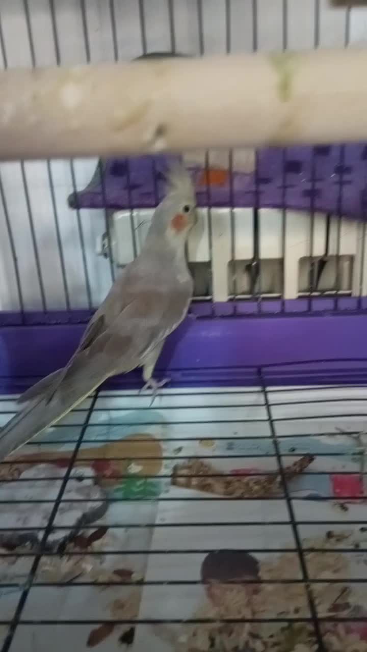 عروس هلندی|پرنده|کرج, شهرک فهمیده|دیوار