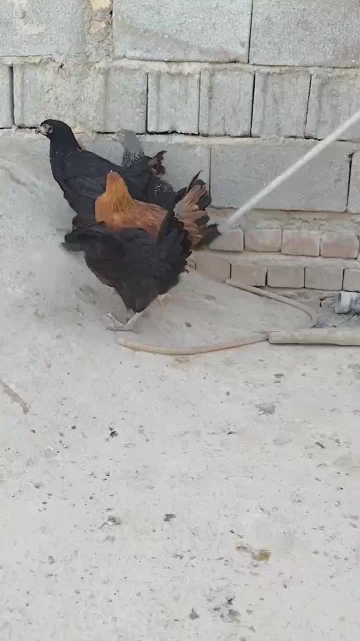 نیمچه سه ماهه|حیوانات مزرعه|پیشوا, |دیوار